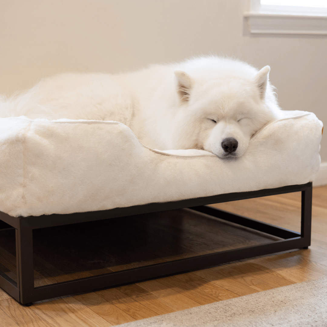 The FÜZI Dog Bed