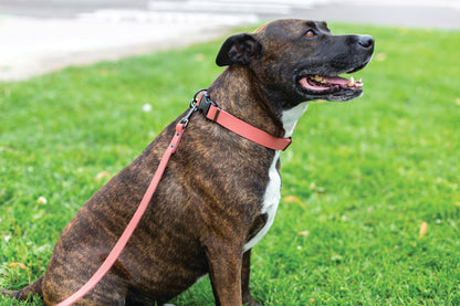 Sport Style Coral Reef Leather Dog Collar