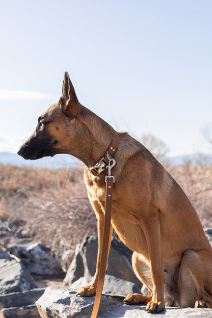 Modern Style Quick-Release Earth Brown Leather Dog Collar