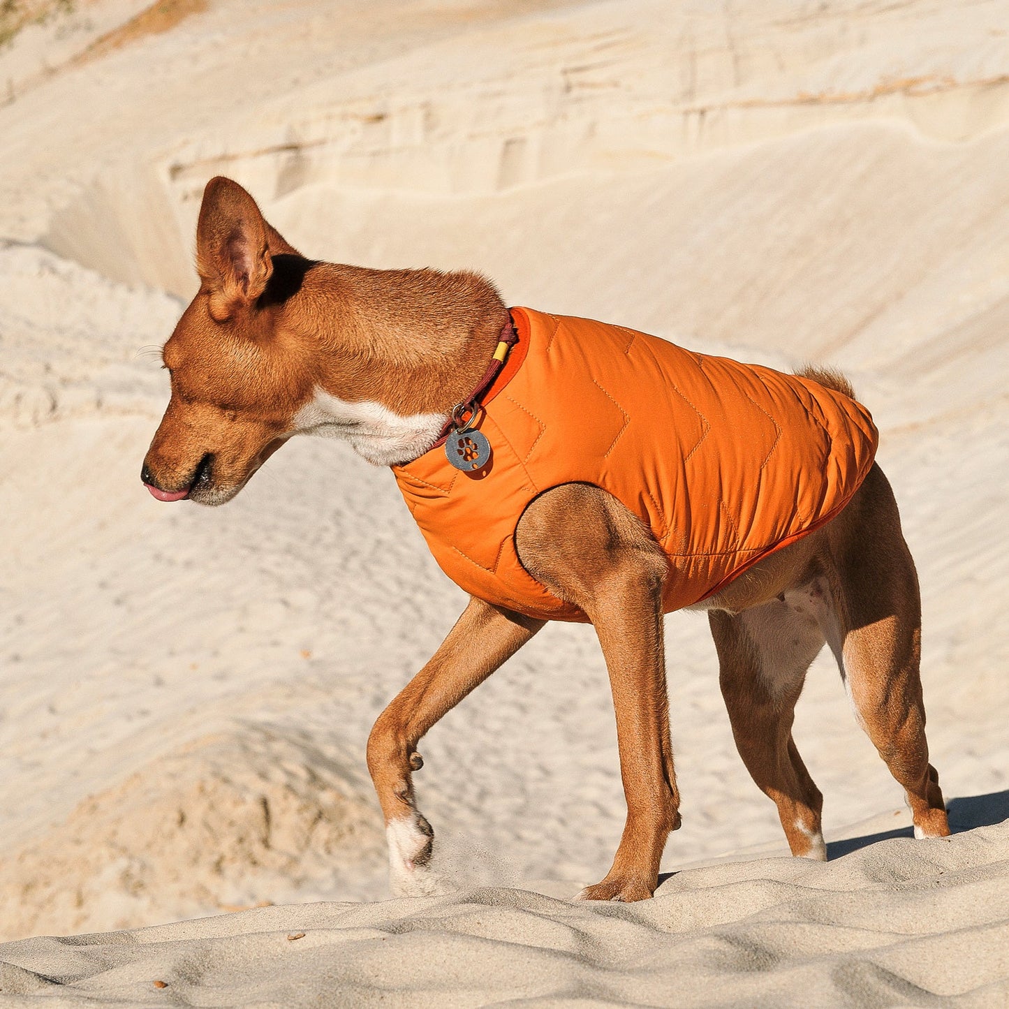 Sustainable Eco-Friendly Dog Jacket / Vest - Made in Ukraine