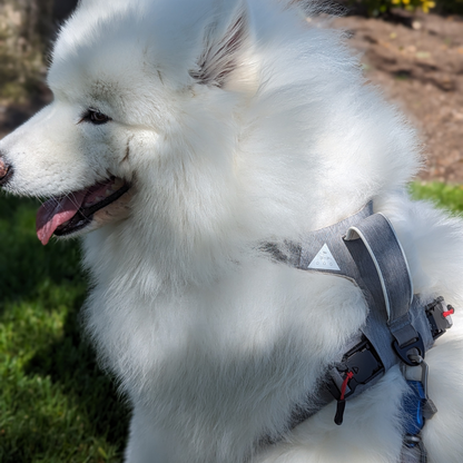 Magnetic Dog Harness