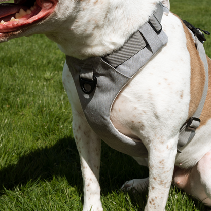 Magnetic Dog Harness