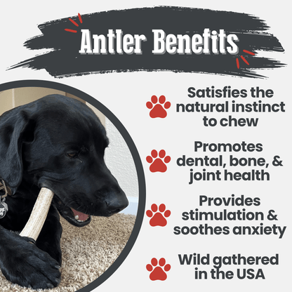 Elk Antler Dog Chews | All-Natural Whole and Split Elk Antler Chews for Dogs