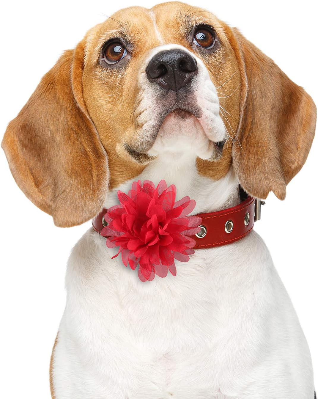 Dog Collar Flowers - 20 Pcs 4 Inch 