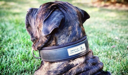 BESTIA DOG SPORT COLLAR 2 inch ultra heavy duty