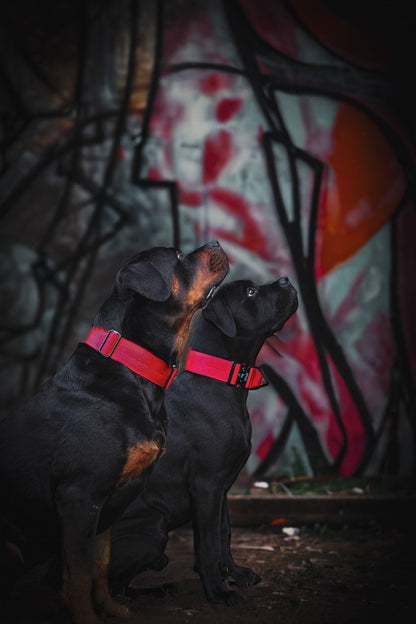 Bestia Dog Sport GripPro Handle Collar