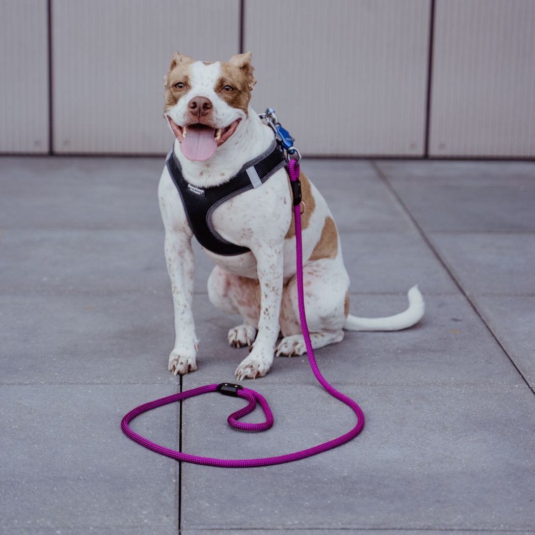 Patented Magnetic Dog Leash
