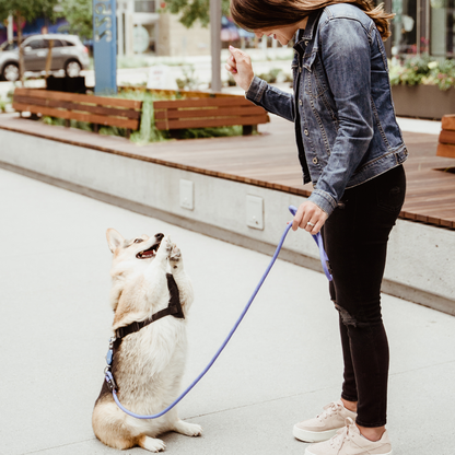 Patented Magnetic Dog Leash