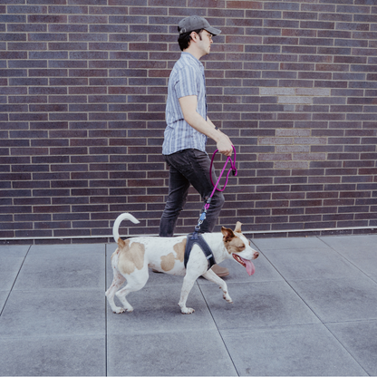 Patented Magnetic Dog Leash