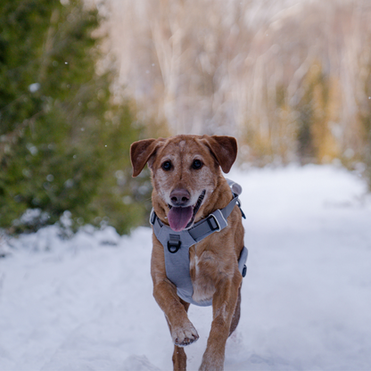 Magnetic Dog Harness