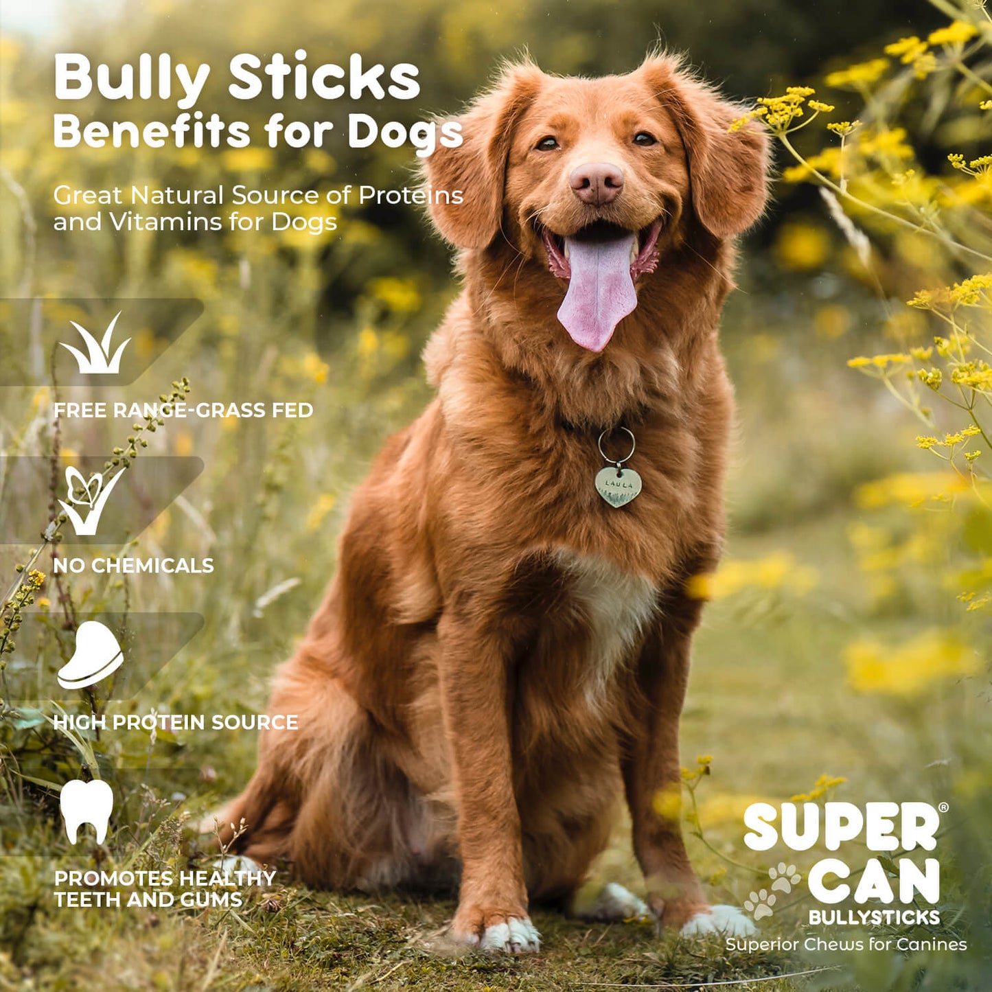 6" Jumbo Bully Sticks (10-Pack)