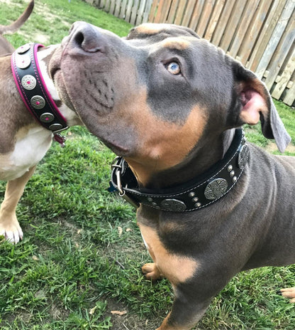 The "Maximus Silver" leash by Bestia