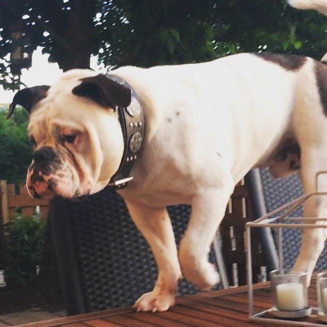 The "Maximus Silver" leash by Bestia