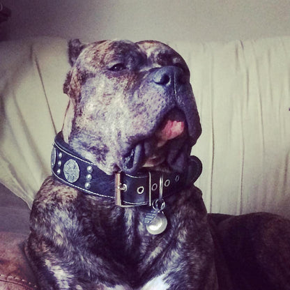 The "Maximus Silver" leash by Bestia